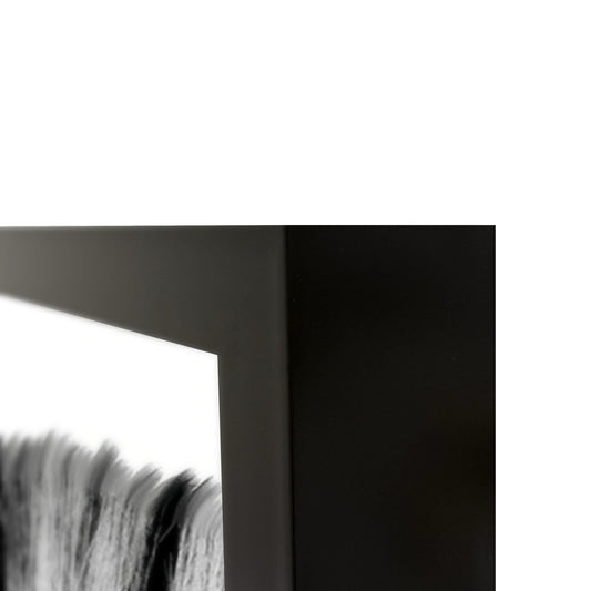 Zebras Photography 48x72
