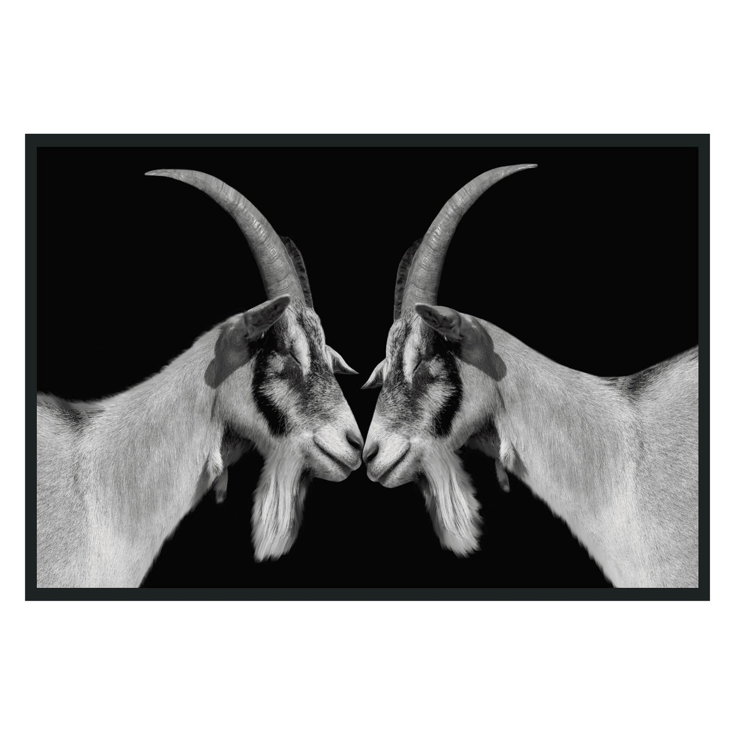 Goat Photography 48x72