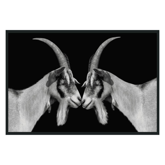 Goat Photography 48x72