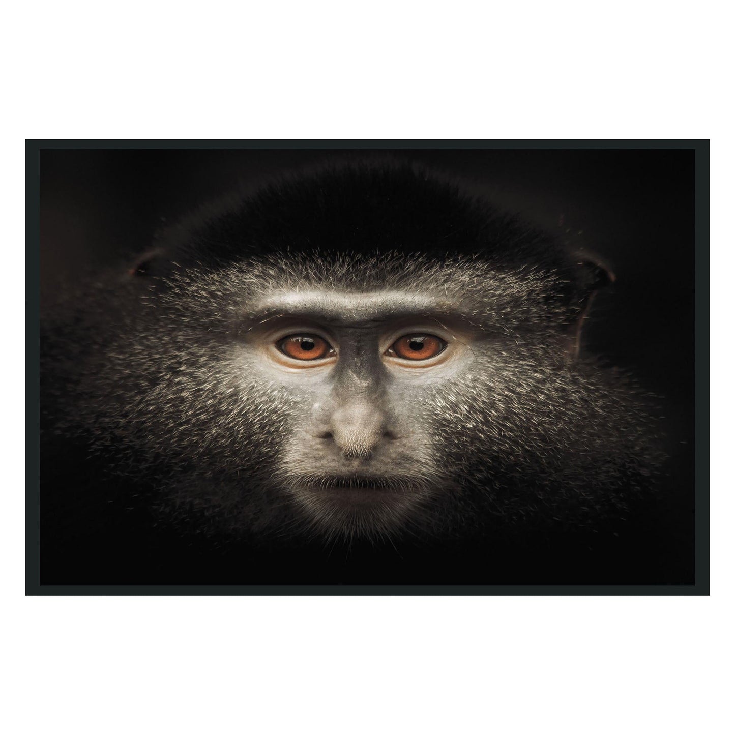 Monkey Photography 48x72