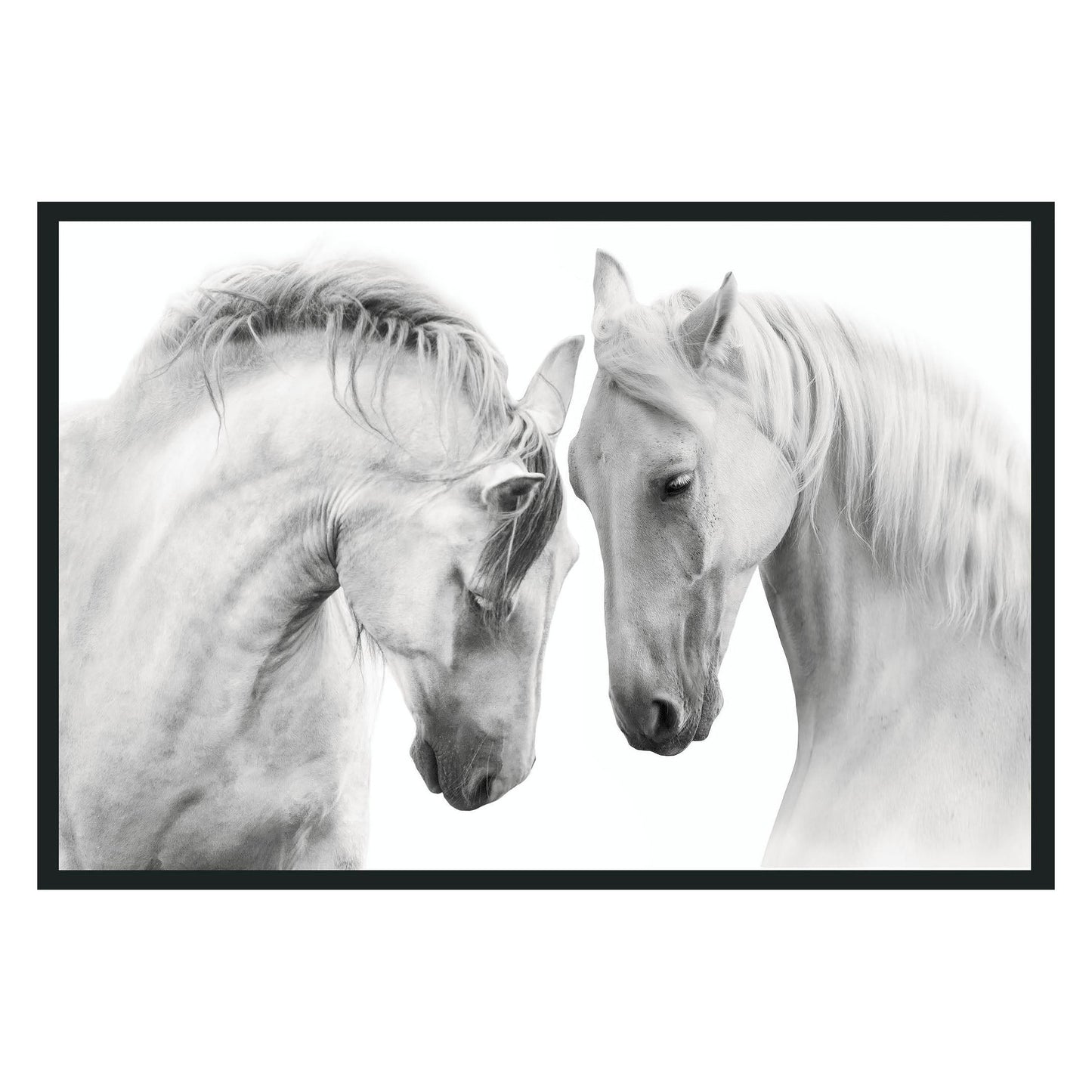 White Horses  Photography